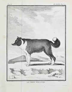 Le Chien d’Islande - Etching by Jacques de Sève- 1771