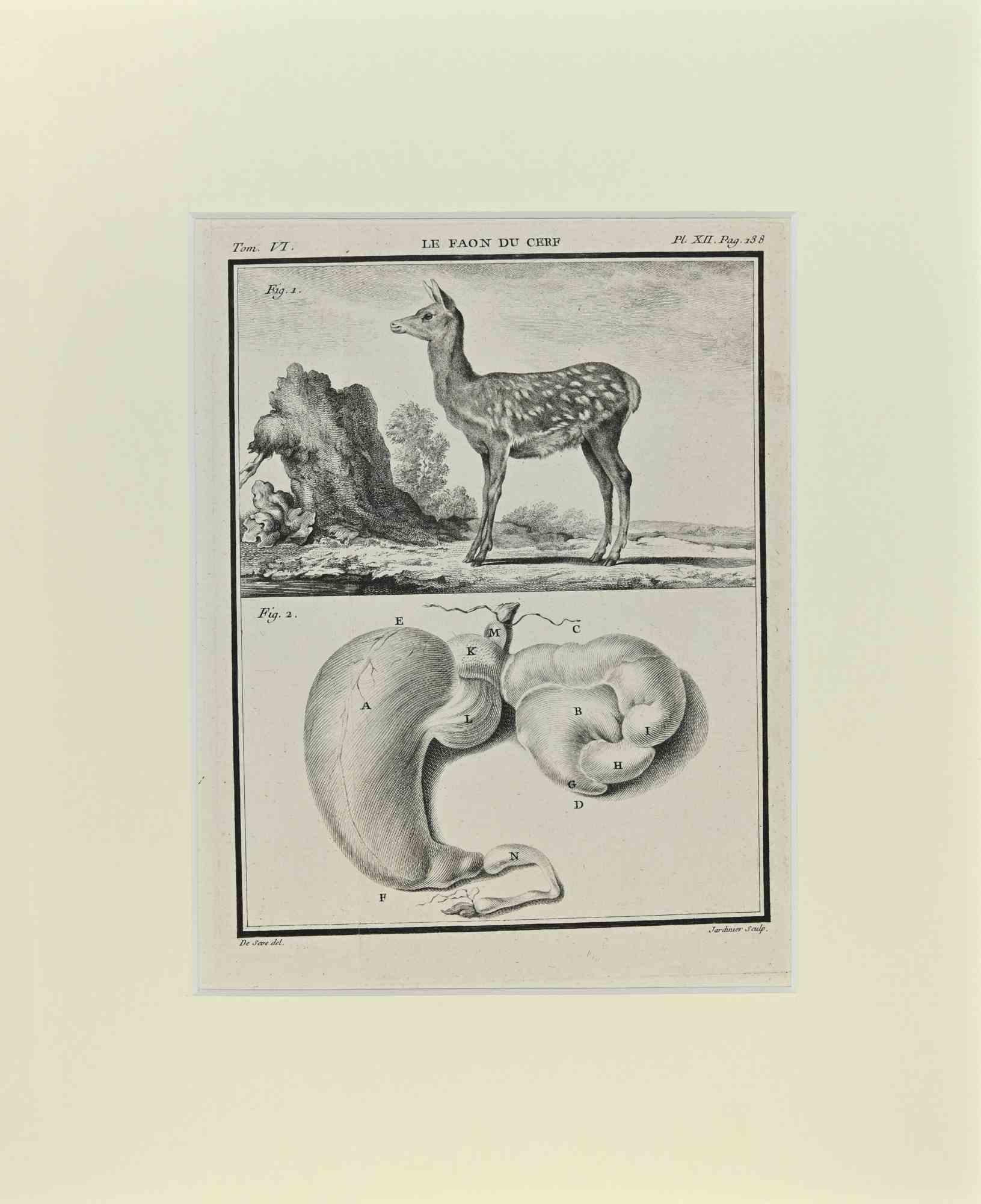 Jacques de Seve Animal Print - Le Faon du Cerf - Etching by Jacques De Sève - 1771