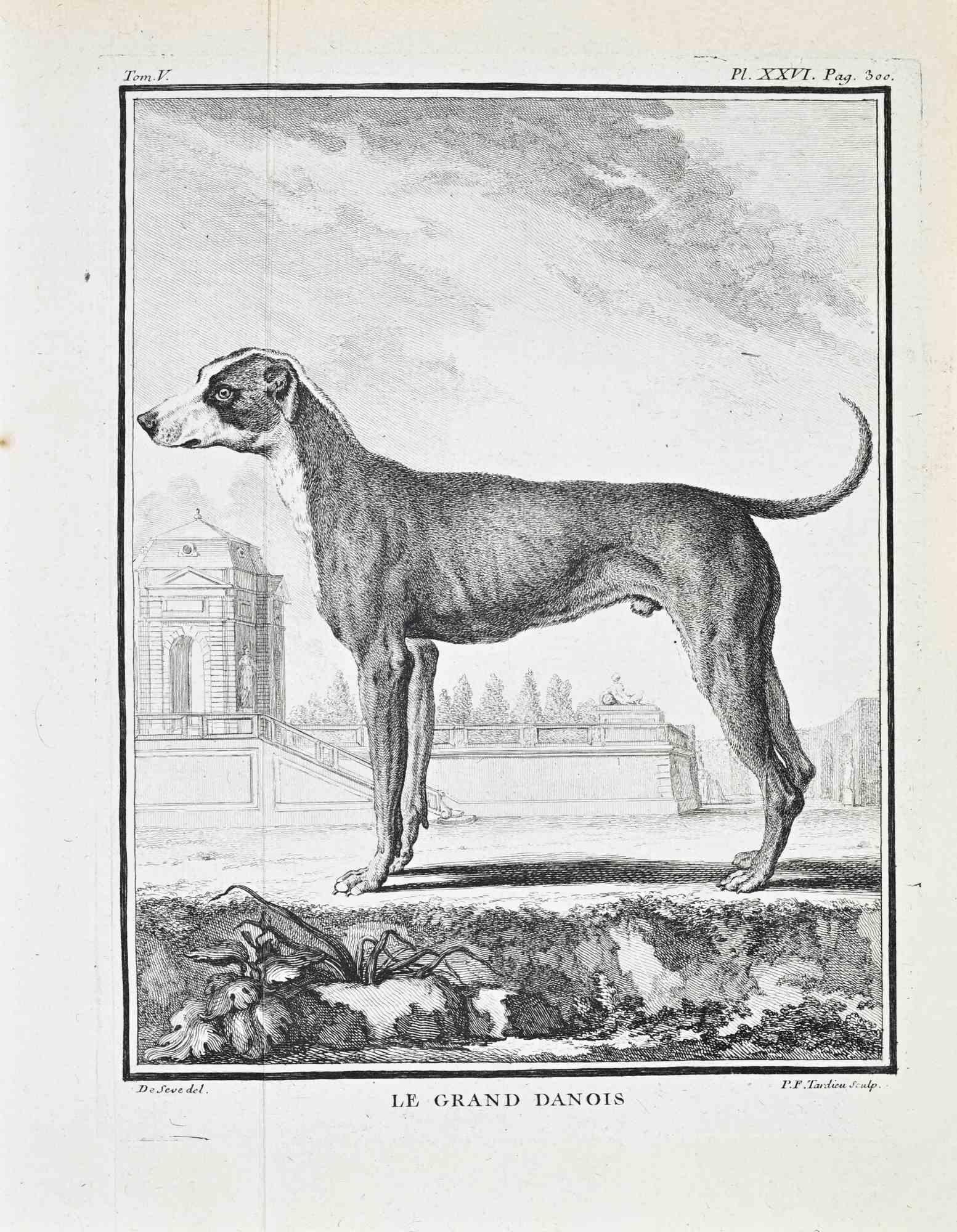 Animal Print Jacques de Seve - Le Grand Danois - Gravure de Jacques de Sève - 1771