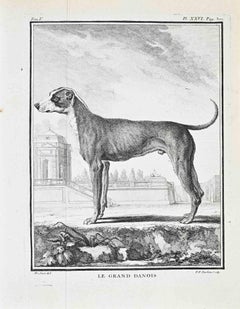 Le Grand Danois - Aguafuerte de Jacques de Sève - 1771