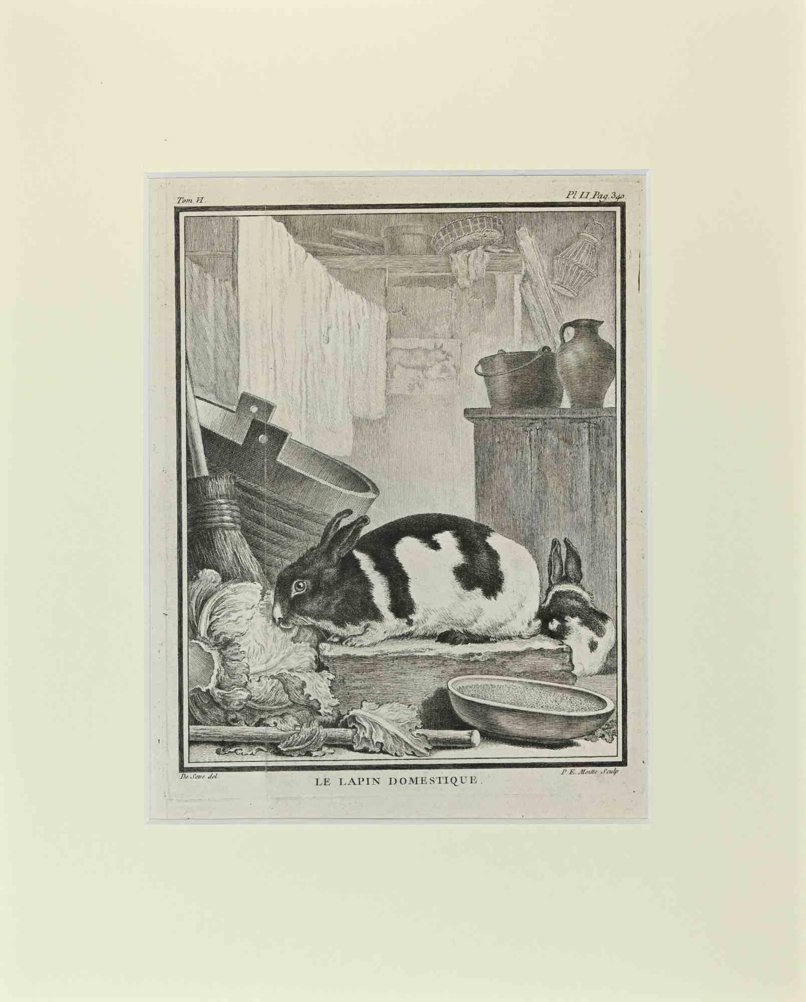 Jacques de Seve Figurative Print – Le Lapin Domestique - Radierung von Jacques De sève - 1771