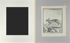 Le Lapin Sauvage - Radierung von Jacques De sève - 1771