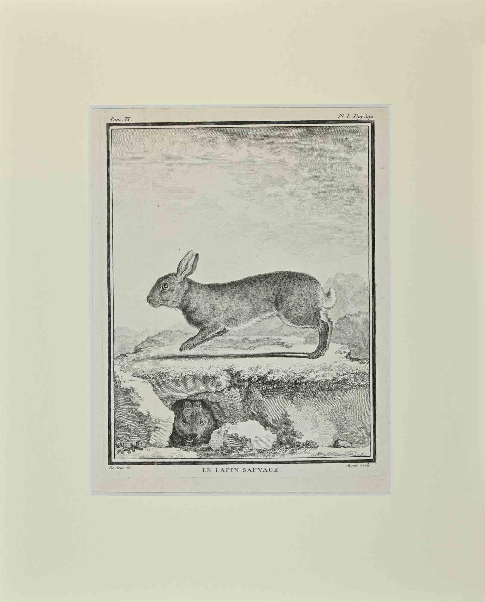 Jacques de Seve Figurative Print - Le Lapin Sauvage - Etching by Jacques De sève - 1771