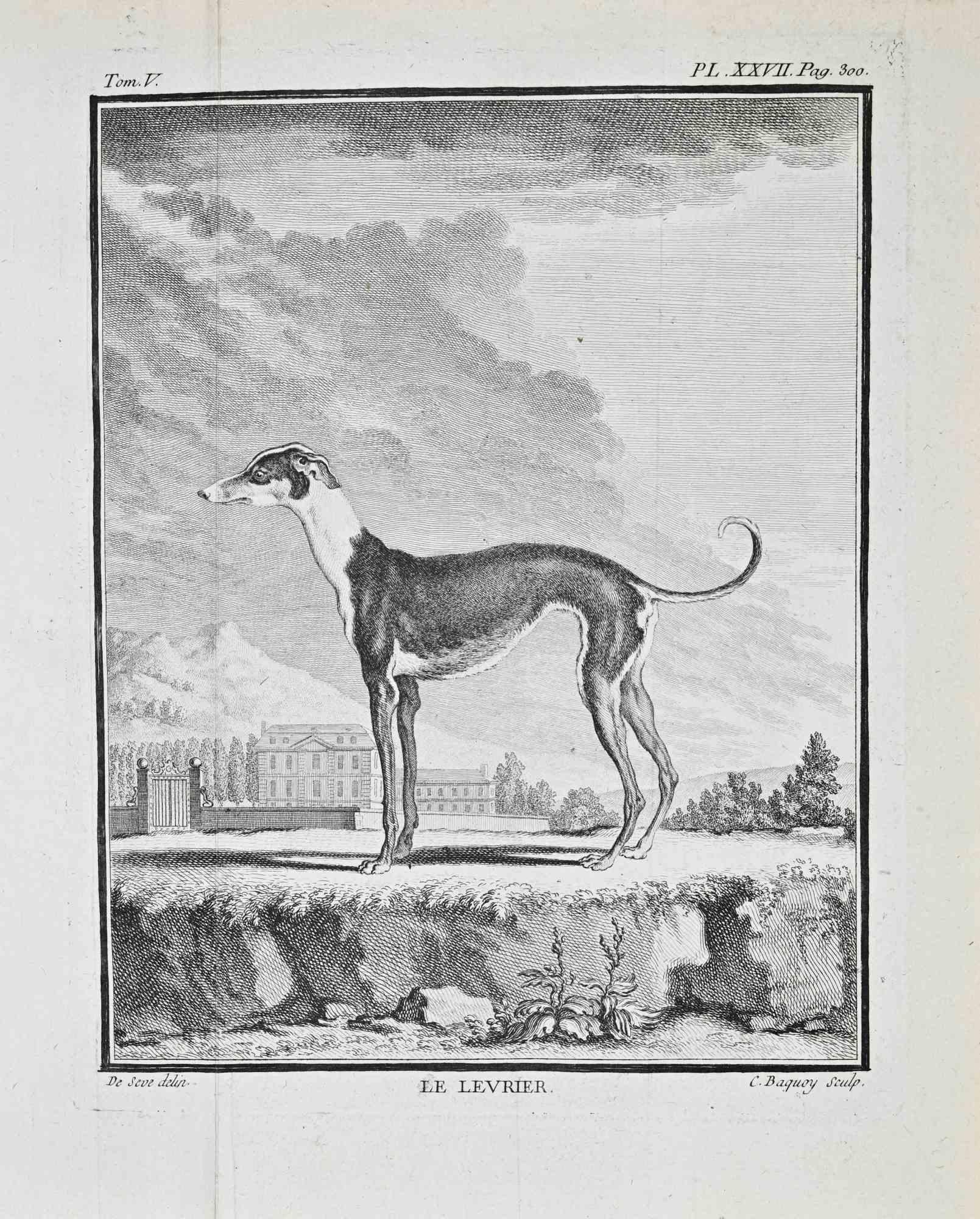 Le Lévrier - Etching by Jacques de Sève - 1771