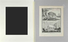 Le Marcassin - Le Cochon de lait - Etching by Jacques De sève - 1771