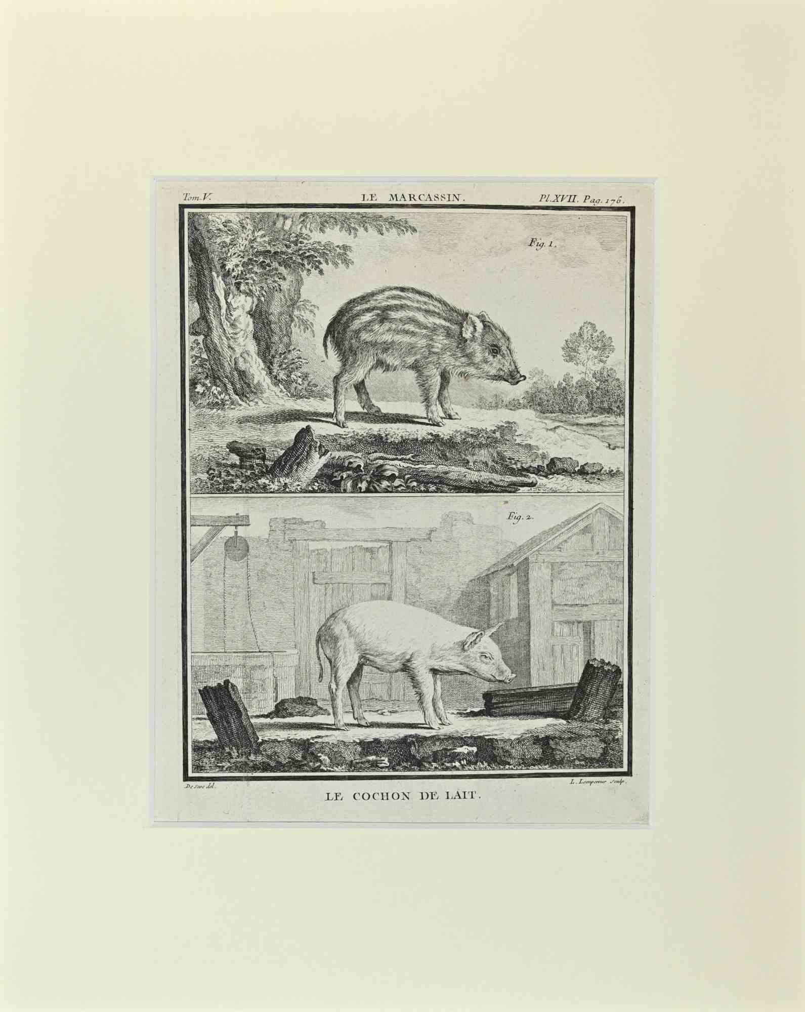 Jacques de Seve Animal Print – Le Marcassin - Le Cochon de lait - Radierung von Jacques De sève - 1771