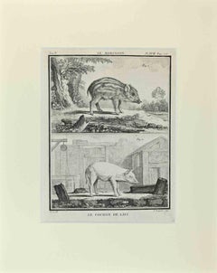 Le Marcassin - Le Cochon de lait - Gravure de Jacques De sève - 1771