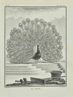 Le Paon - Etching after Jacques De seve - 1771