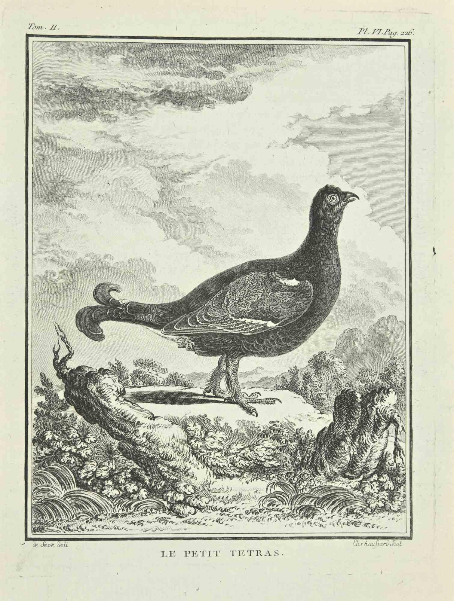 Le Petit Tetras - Etching after Jacques De Seve - 1771