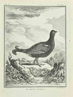 Le Petit Tetras - Etching after Jacques De Seve - 1771