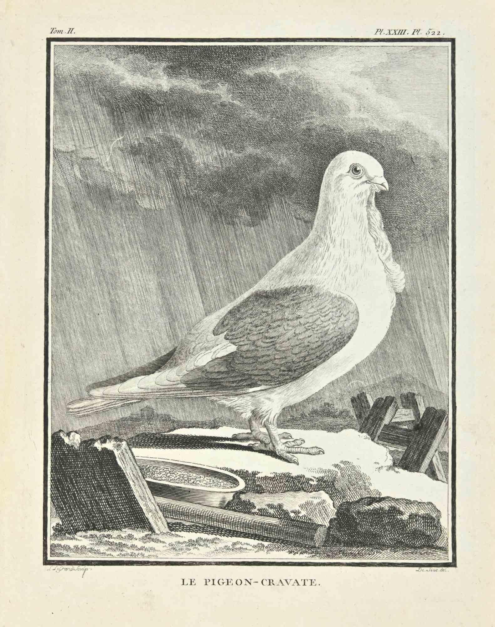 Jacques de Seve Animal Print - Le Pigeon - Gravate - Etching by Jacques De sève - 1771