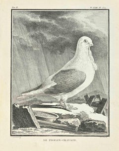 Le Pigeon - Gravate - Etching by Jacques De sève - 1771