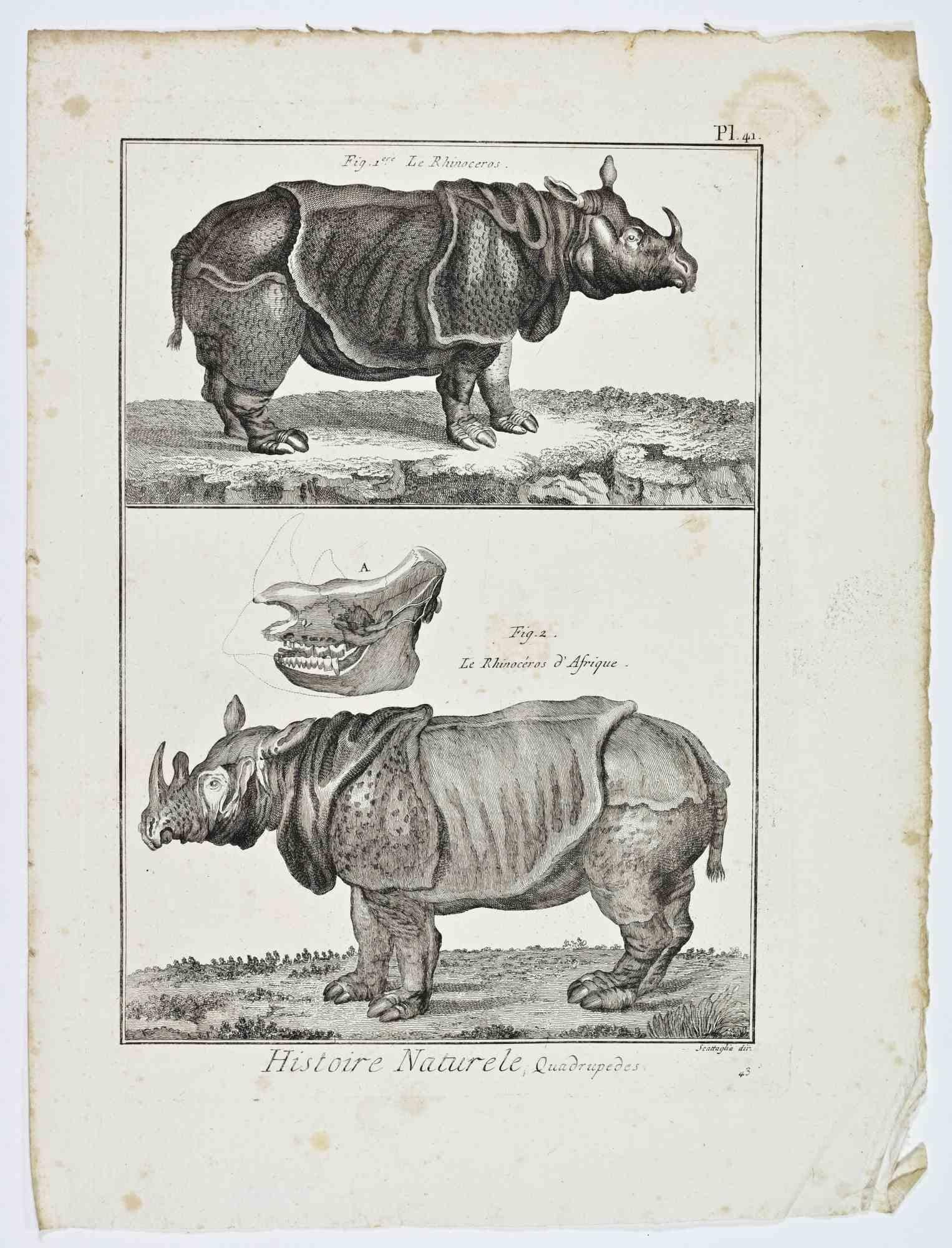 Jacques de Seve Animal Print - Le Rhinocéros/Le Rhinocéros d’Afrique - Etching by Jacques de Sève-18th Century