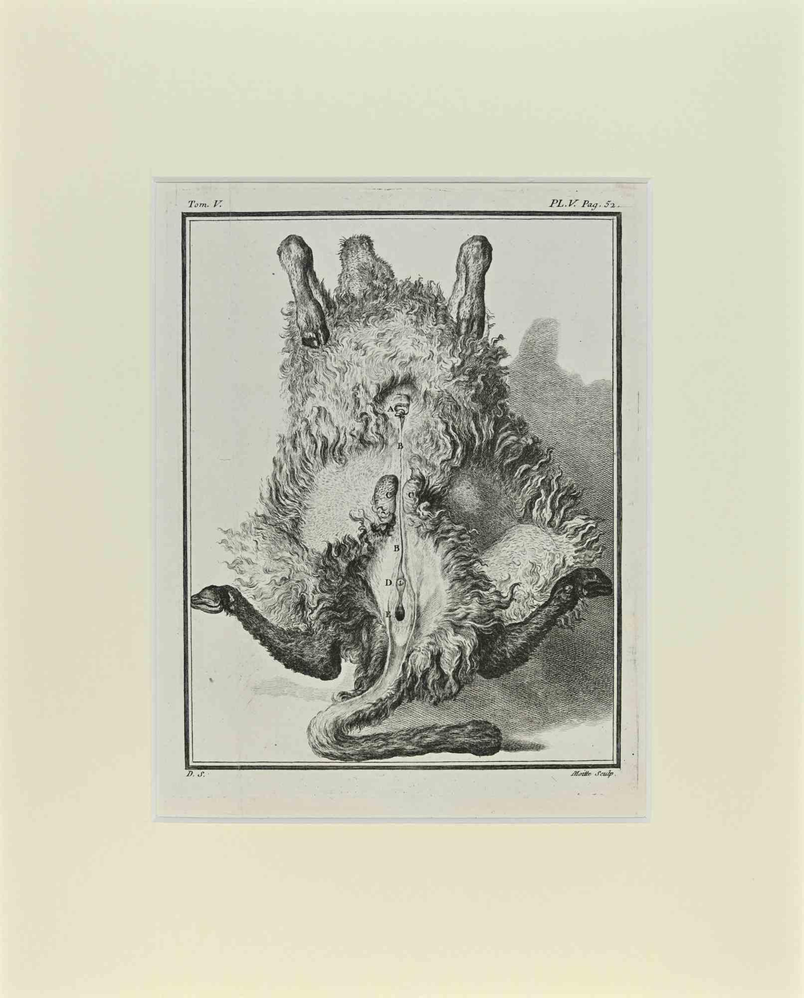 Jacques de Seve Figurative Print - Sheep Anatomy - Etching by Jacques De Sève - 1771