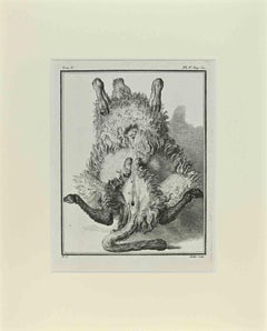 Antique Sheep Anatomy - Etching by Jacques De Sève - 1771