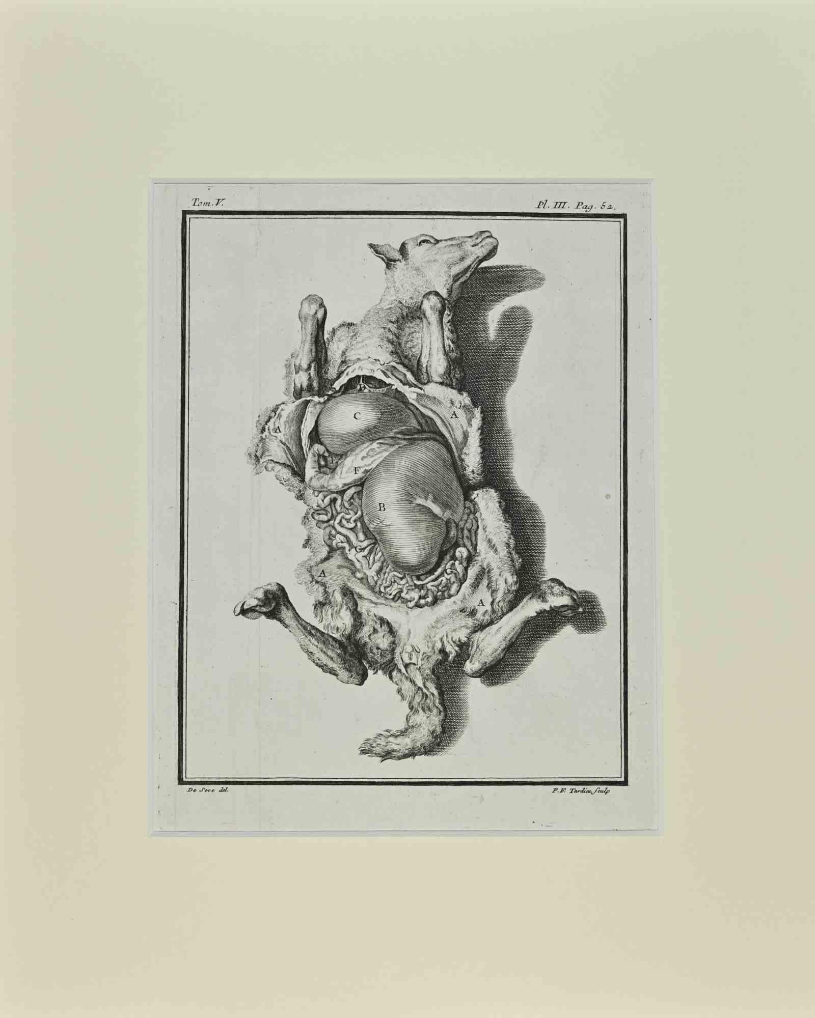 Jacques de Seve Animal Print - The Dissected Veal - Etching by Jacques De Sève - 1771