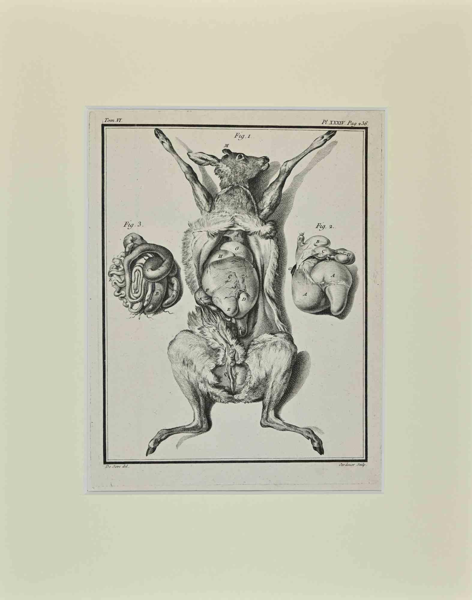 Jacques de Seve Figurative Print - Veal Anatomy - Etching by Jacques De Sève - 1771