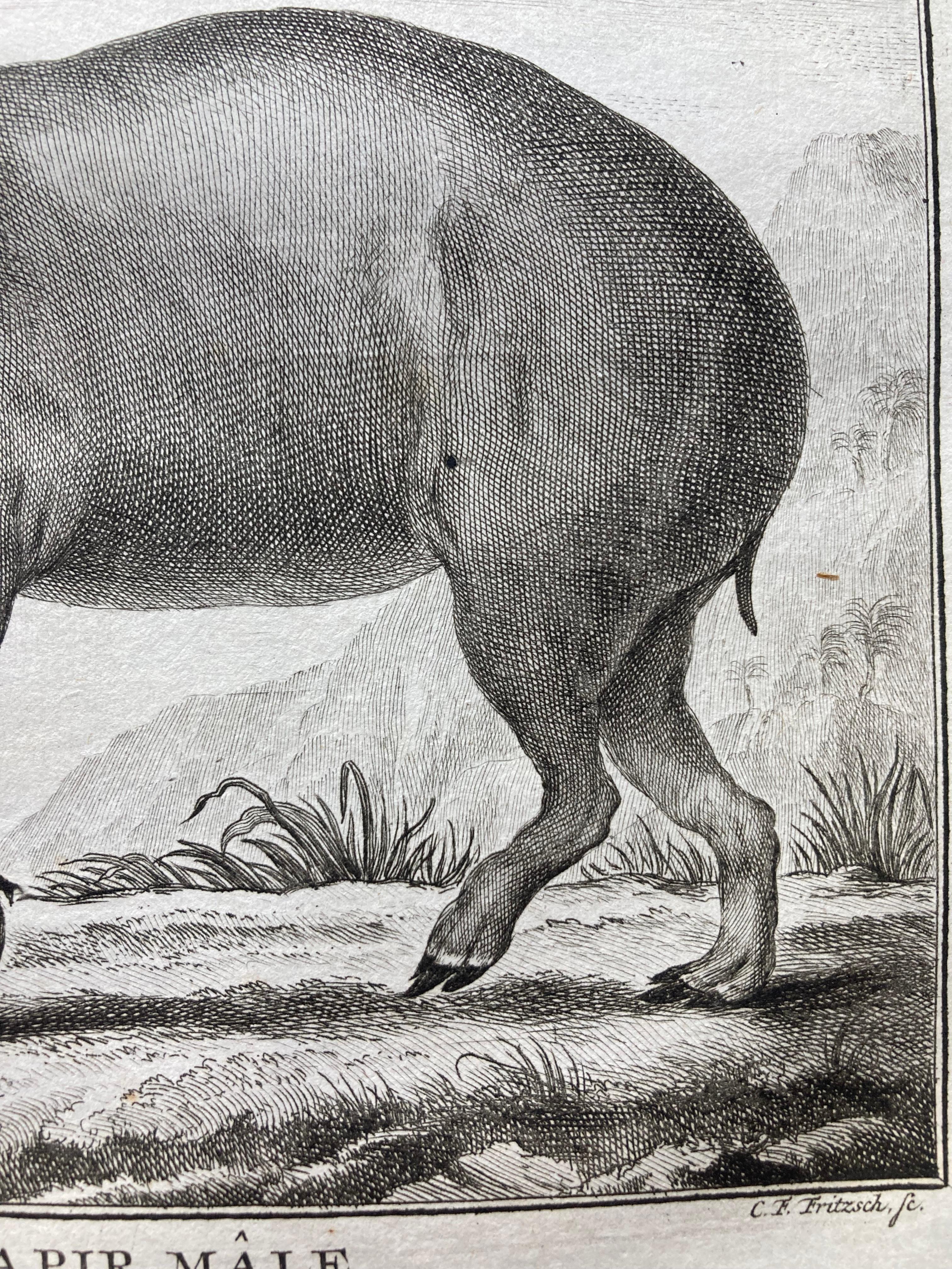 Impressions pour lui et pour elle, paire de  Gravures du XVIIIe siècle représentant des tapirs mâles et femelles en vente 6