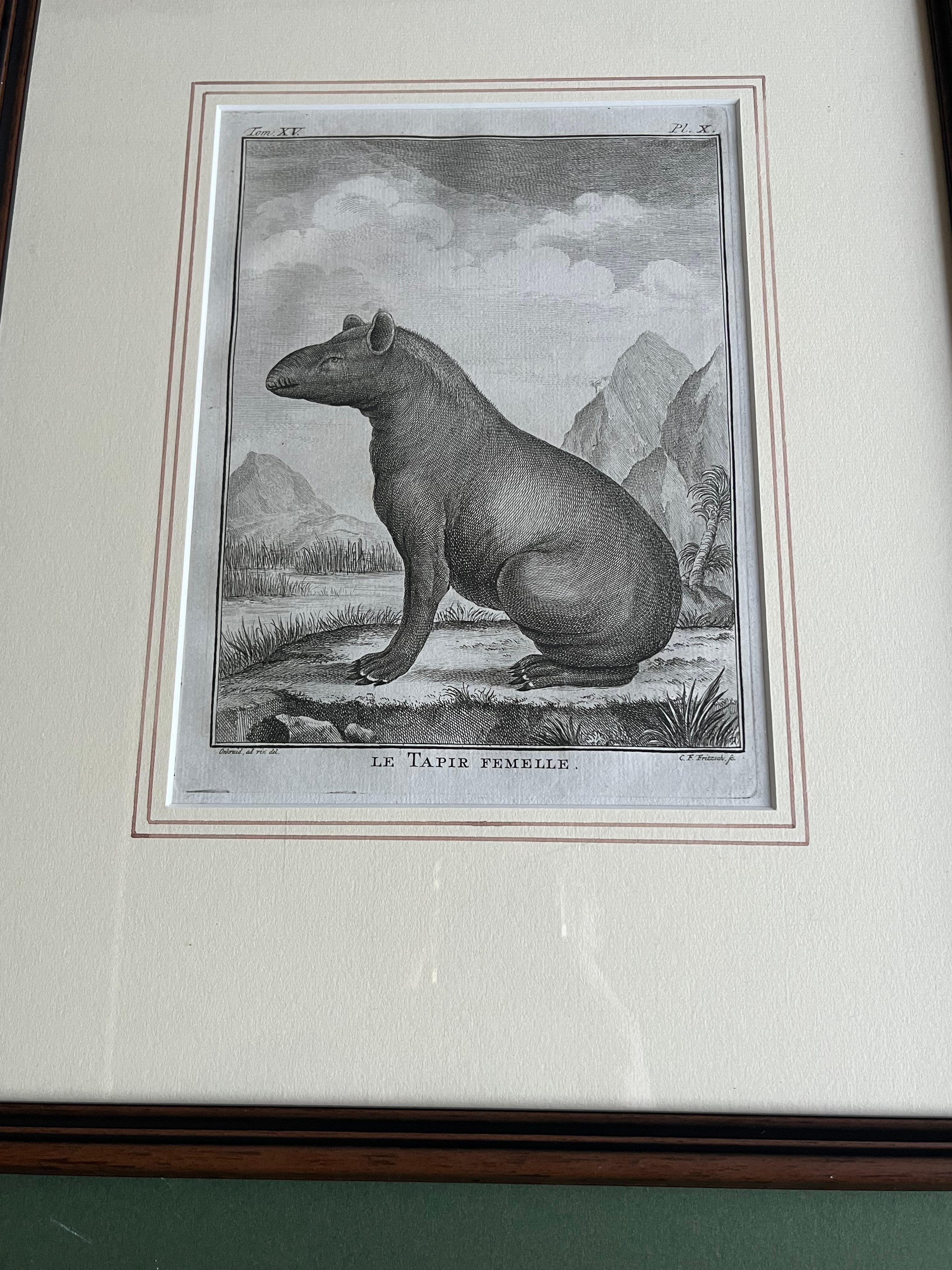 Impressions pour lui et pour elle, paire de  Gravures du XVIIIe siècle représentant des tapirs mâles et femelles en vente 14