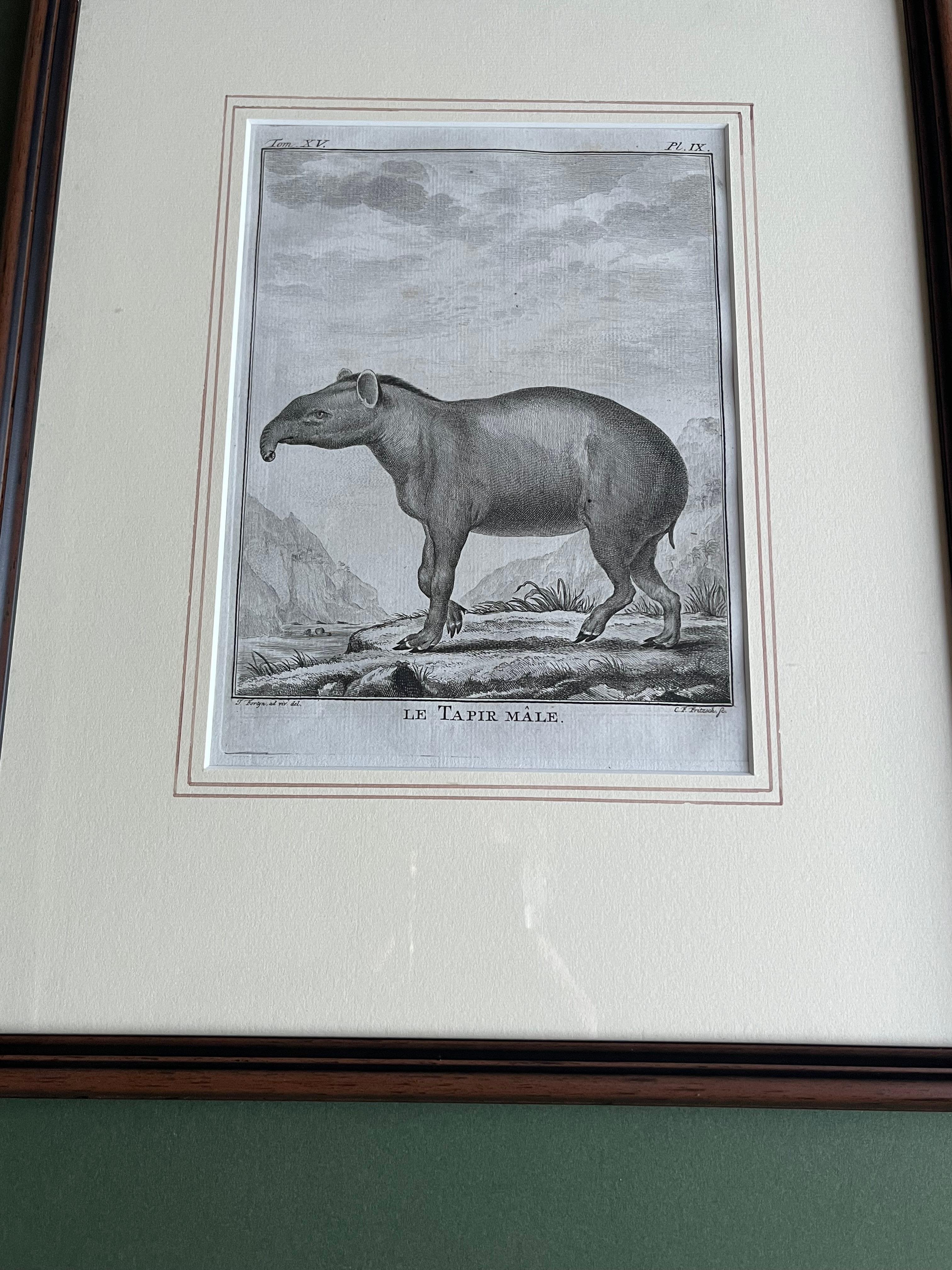 Impressions pour lui et pour elle, paire de  Gravures du XVIIIe siècle représentant des tapirs mâles et femelles en vente 15