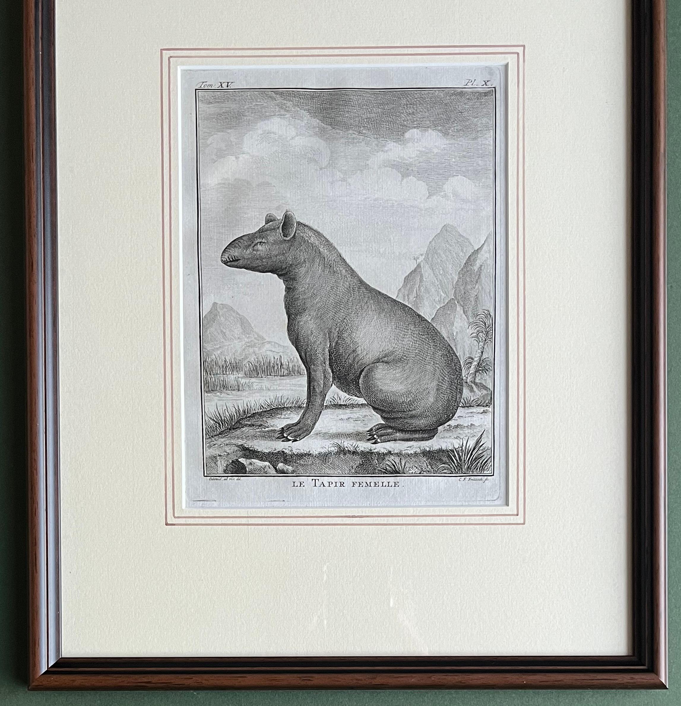 A very attractive pair of engravings of Male and Female Tapirs.

Etching / engraving on hand laid paper.
Sheet size:(7,9 x 10,2 inch). 
Image size:  (6,3 x 7,9 inch).
Framed size: 15 x 12½ inches

From a Dutch edition of ‘Histoire naturelle … ‘, by