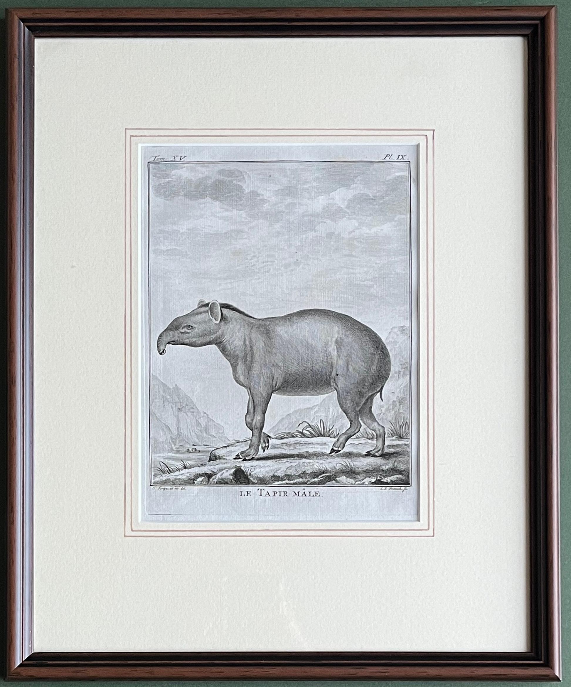 His & Hers Prints, Pair of  18th Century Engravings of Male and Female Tapirs For Sale 1