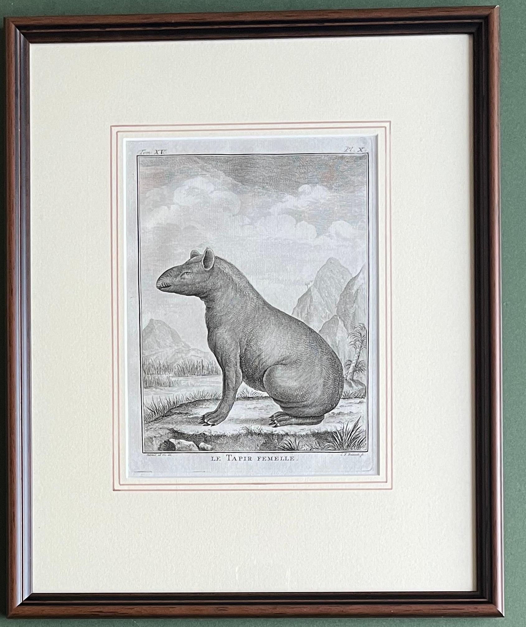 Une très belle paire de gravures de tapirs mâle et femelle.

Eau-forte / gravure sur papier vergé à la main.
Taille de la feuille : (7,9 x 10,2 pouces). 
Taille de l'image :  (6,3 x 7,9 pouces).
Dimensions du cadre : 15 x 12½ pouces

D'après une