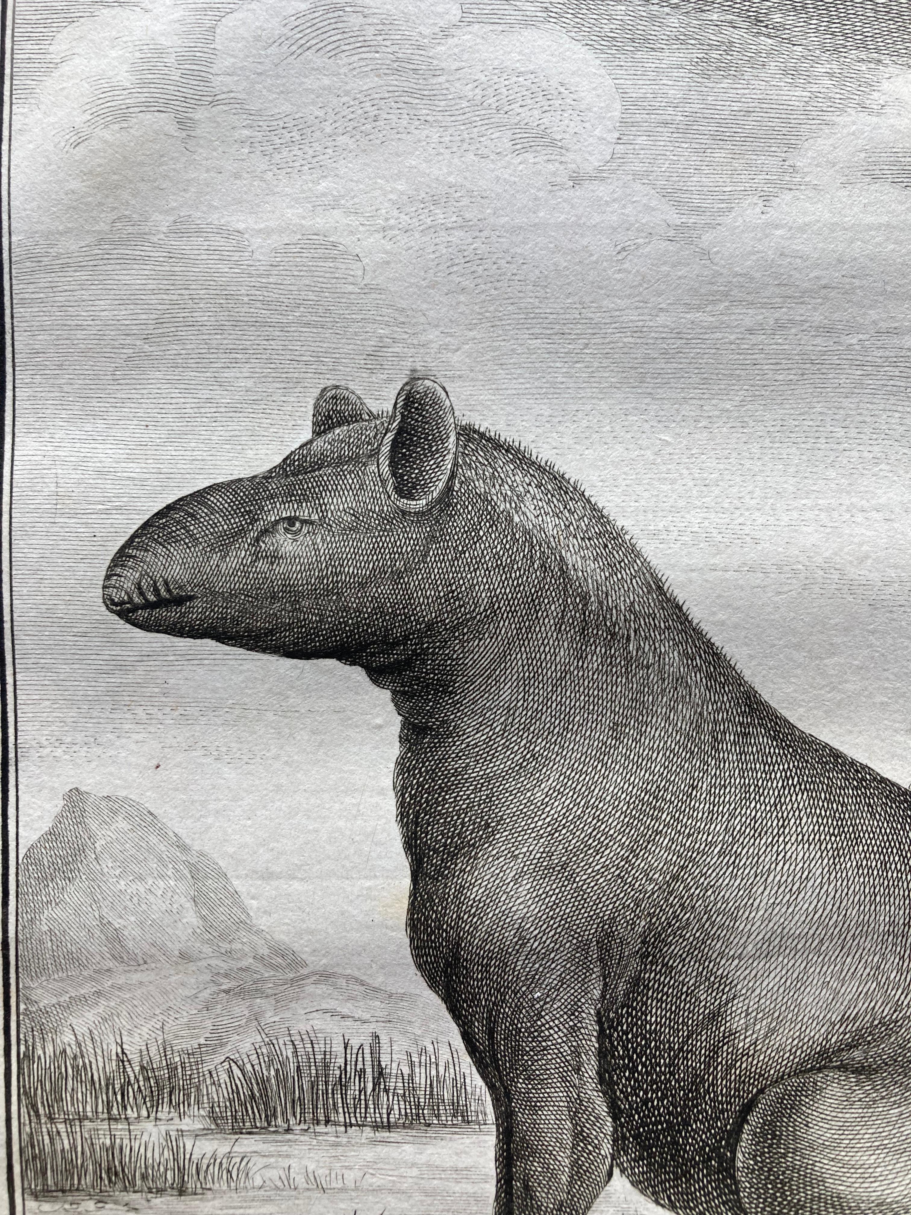 Impressions pour lui et pour elle, paire de  Gravures du XVIIIe siècle représentant des tapirs mâles et femelles en vente 1
