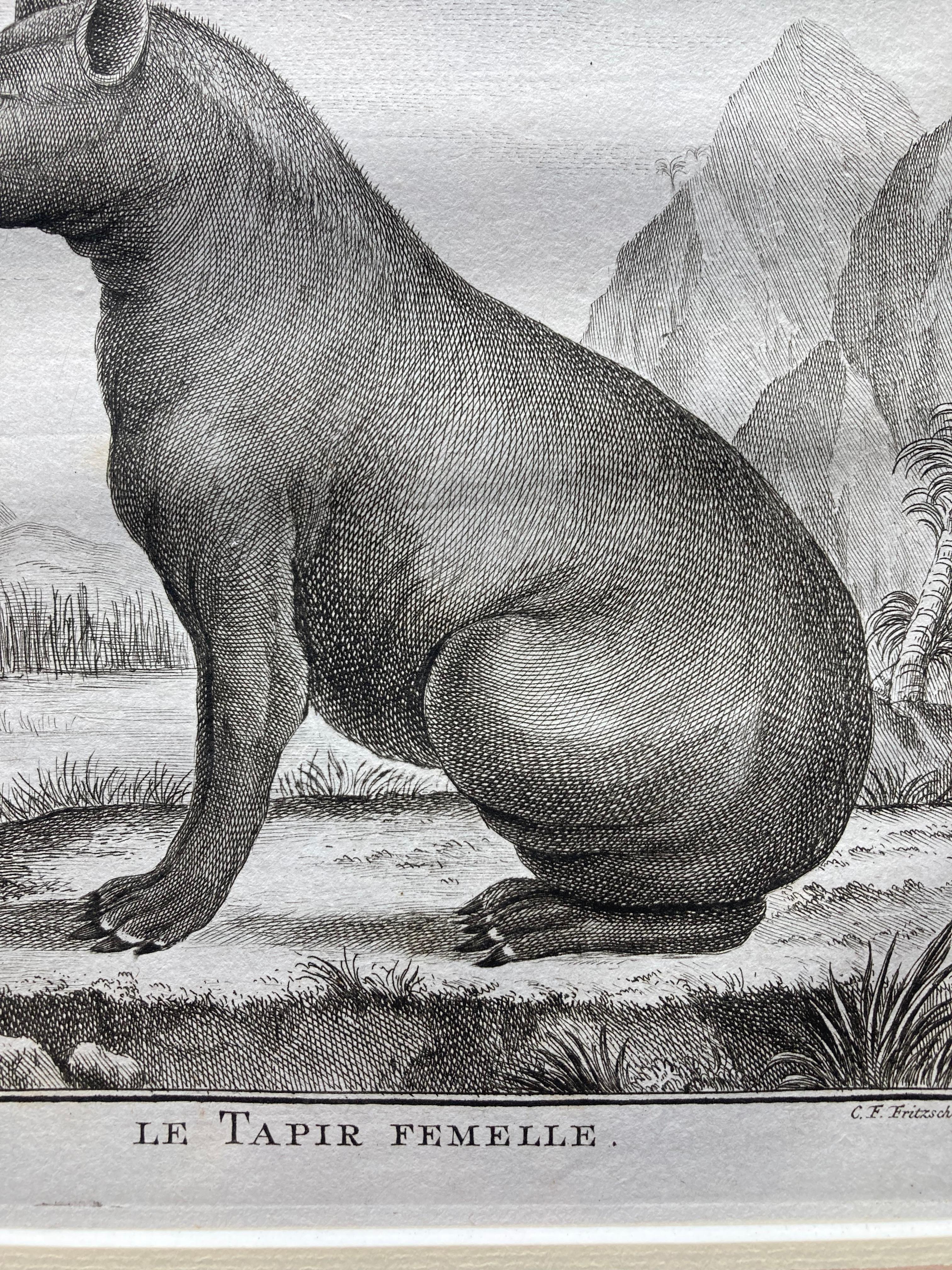 Impressions pour lui et pour elle, paire de  Gravures du XVIIIe siècle représentant des tapirs mâles et femelles en vente 2