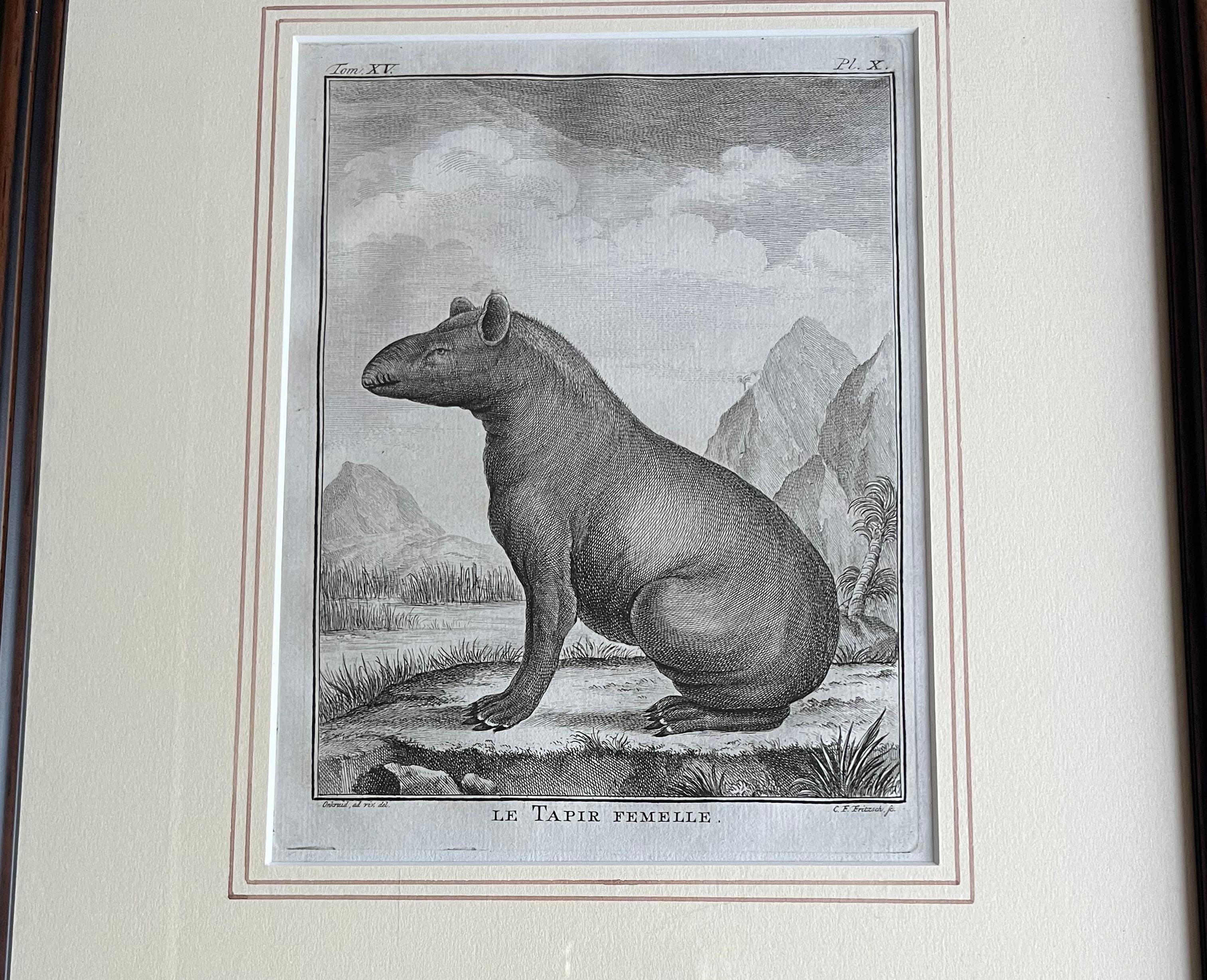 Impressions pour lui et pour elle, paire de  Gravures du XVIIIe siècle représentant des tapirs mâles et femelles en vente 3