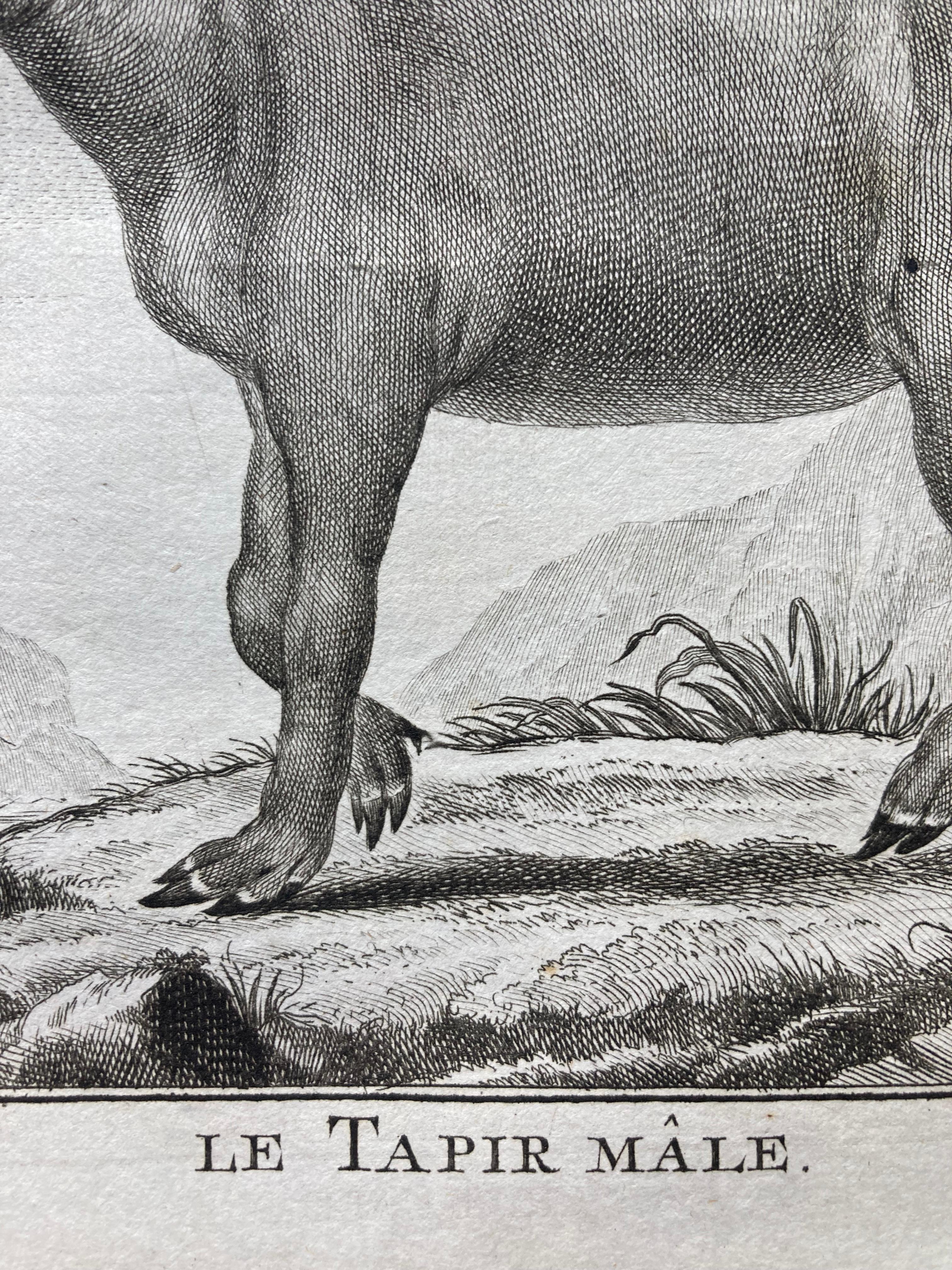 Impressions pour lui et pour elle, paire de  Gravures du XVIIIe siècle représentant des tapirs mâles et femelles en vente 4