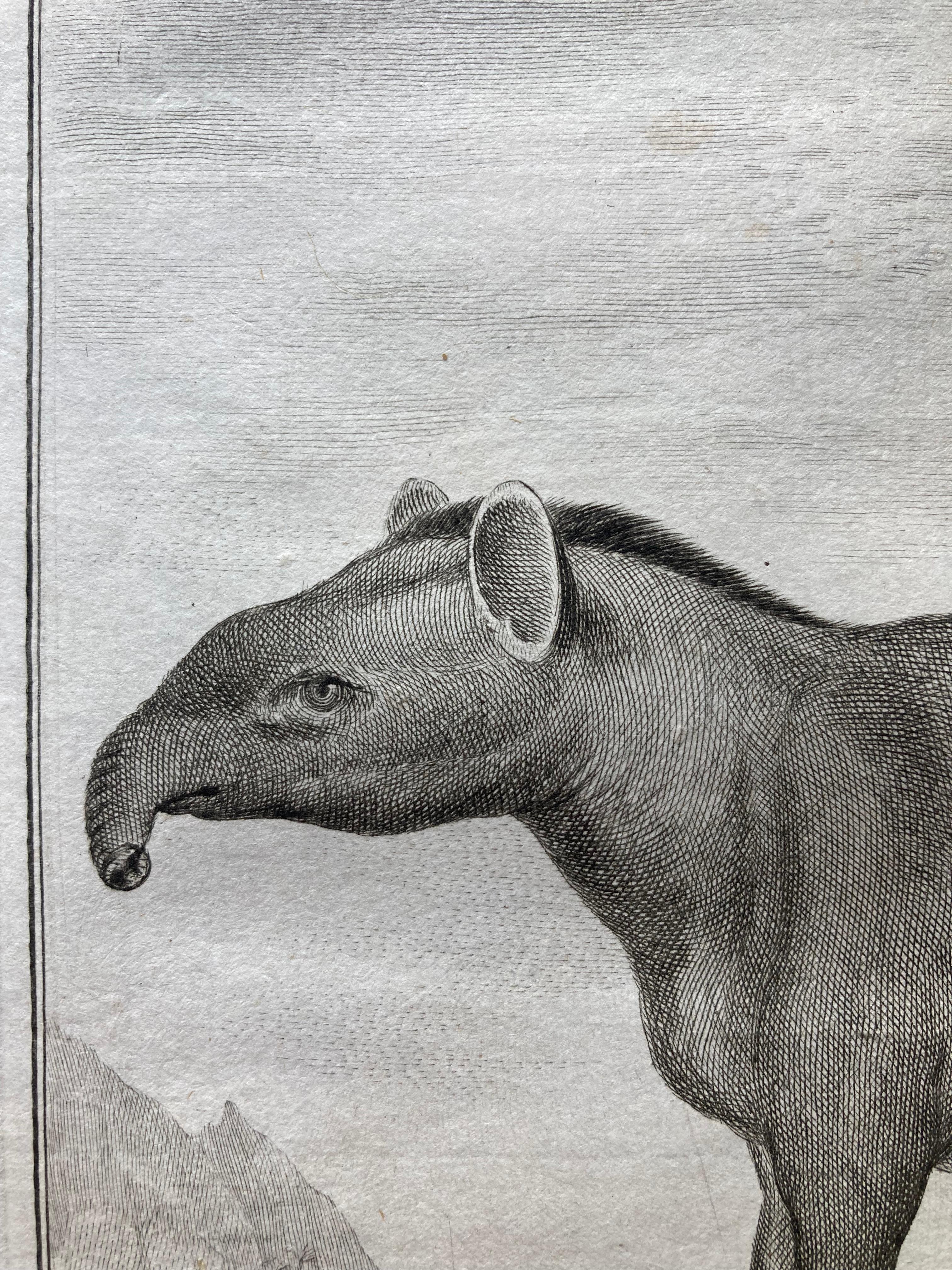 Impressions pour lui et pour elle, paire de  Gravures du XVIIIe siècle représentant des tapirs mâles et femelles en vente 5