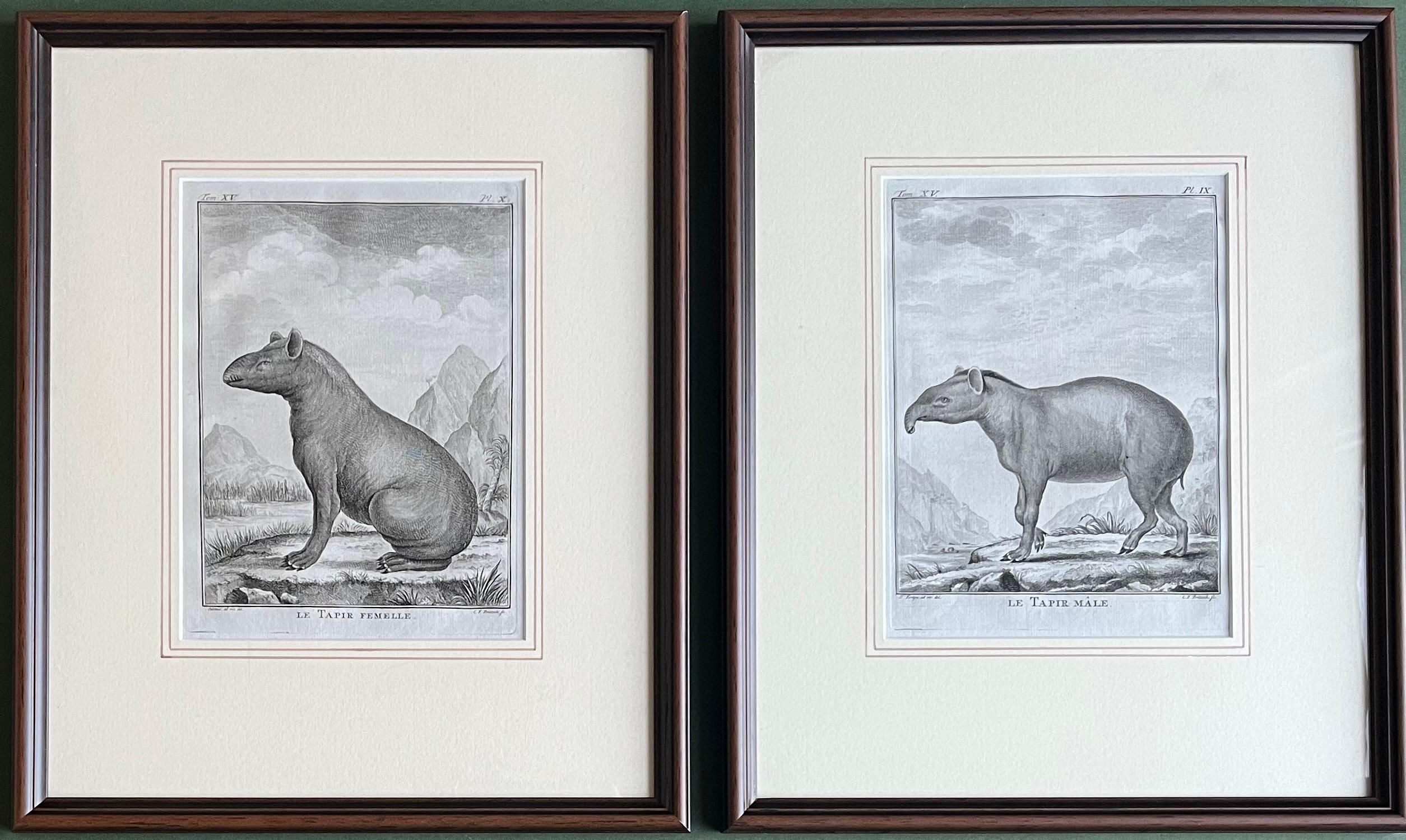 Jacques Eustache de Seve Landscape Print - His & Hers Prints, Pair of  18th Century Engravings of Male and Female Tapirs