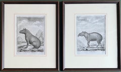 Antique His & Hers Prints, Pair of  18th Century Engravings of Male and Female Tapirs