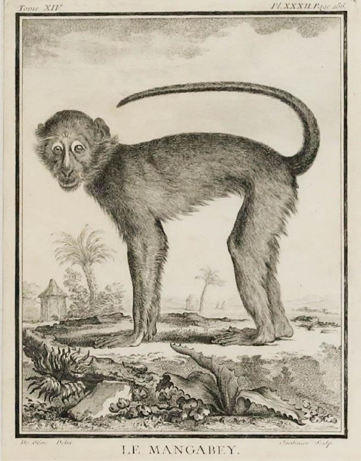 Jacques Eustache de Seve y Claude Donat Jardinier - Grabado, Le Mangabey en venta 1