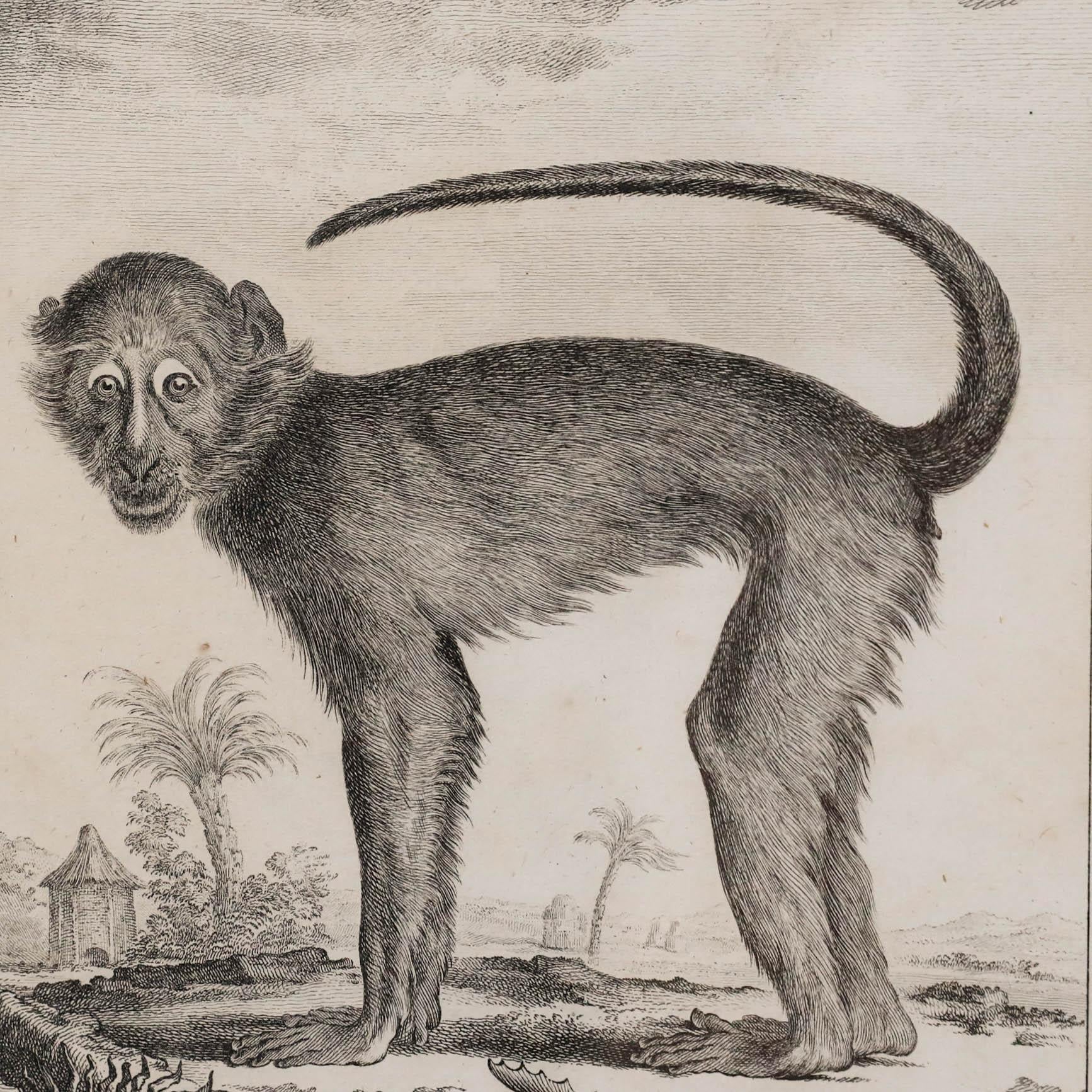 Jacques Eustache de Seve y Claude Donat Jardinier - Grabado, Le Mangabey en venta 3
