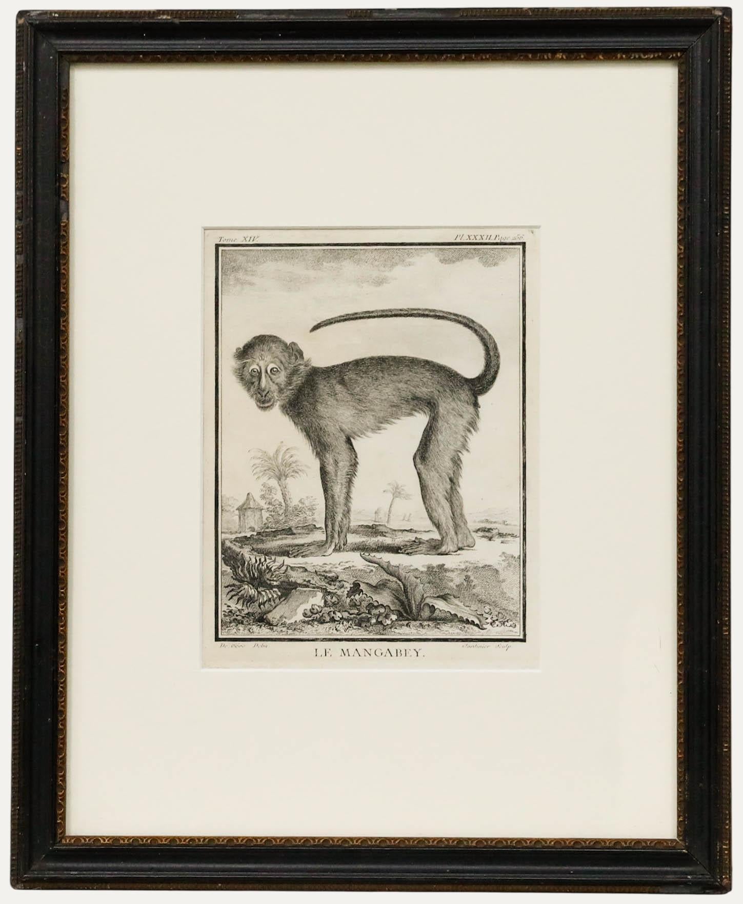 Un encantador grabado de un mono mangabey. El grabado procede de la Histoire Naturelle, générale et particulière, avec la description du Cabinet du Roi (Historia Natural, General y Particular, con la descripción del Gabinete del Rey), colección