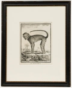 Jacques Eustache de Seve y Claude Donat Jardinier - Grabado, Le Mangabey