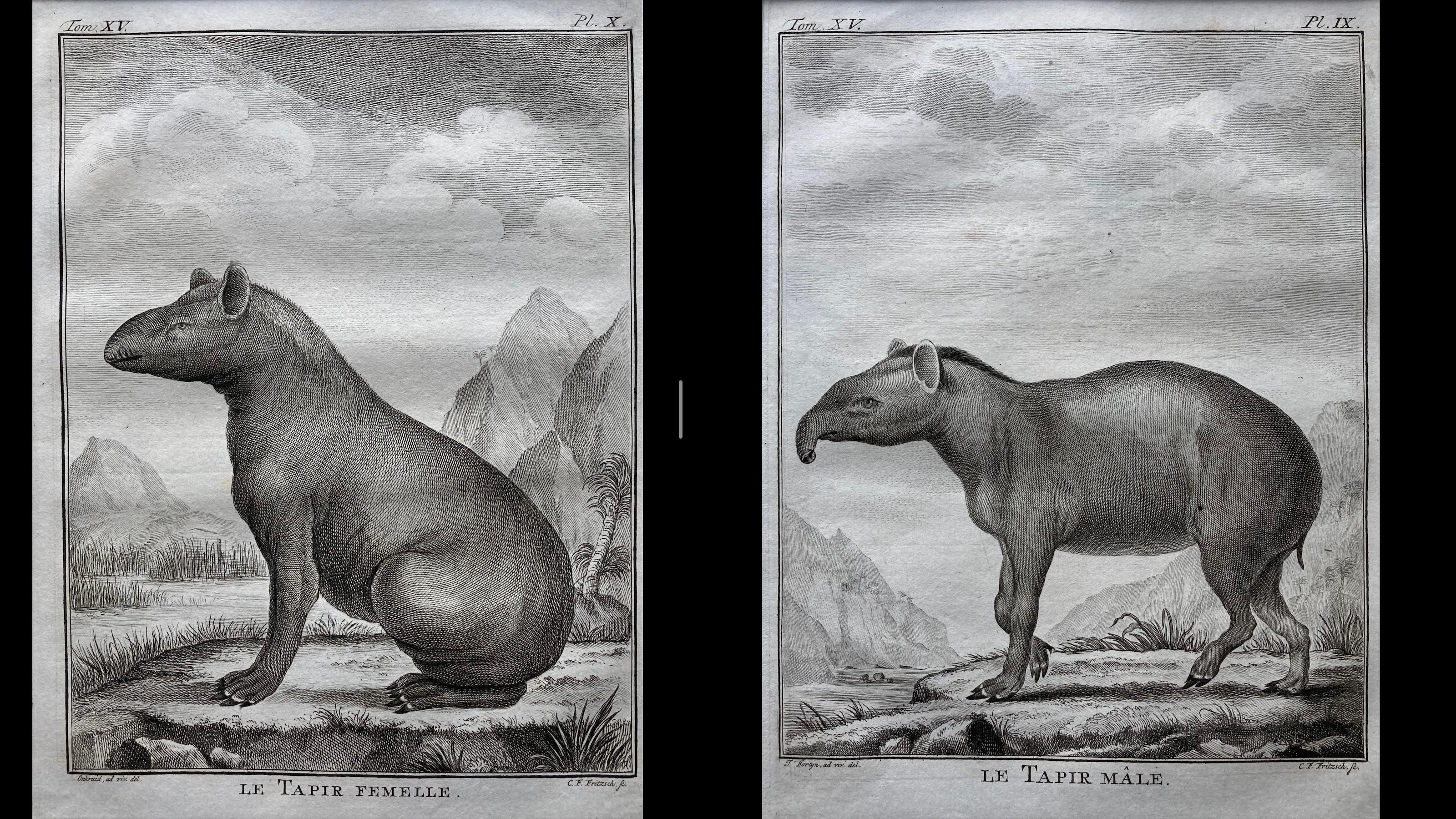 Pair of Framed 18th Century Engravings of Male and Female Tapirs