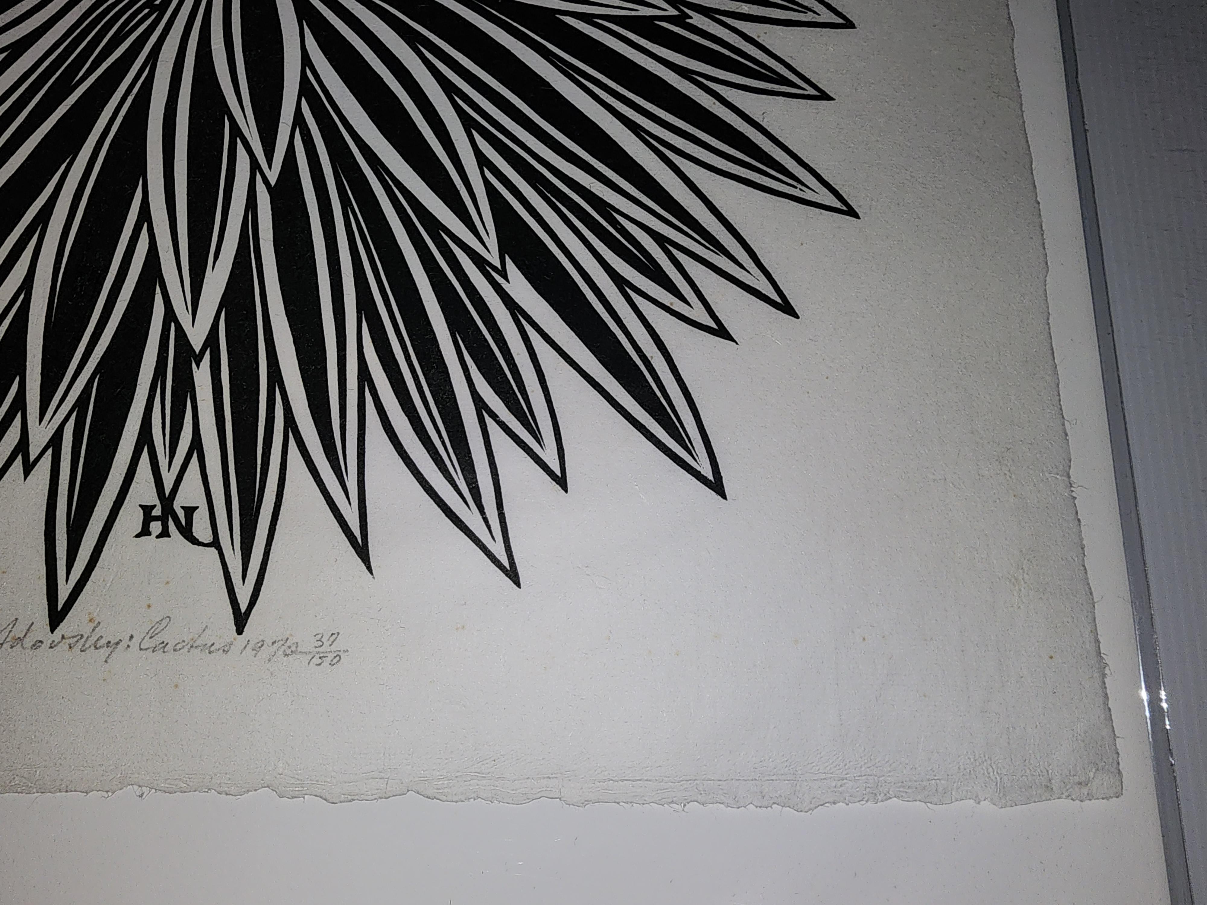 Cactus, una xilografia di Jaques Hnizdovsky del 1970, numero 37 di un'edizione di 150 esemplari.
Tahir Cat. N. 93.
Una bella impressione scura con margini pieni. 
Nessuna vendita internazionale!