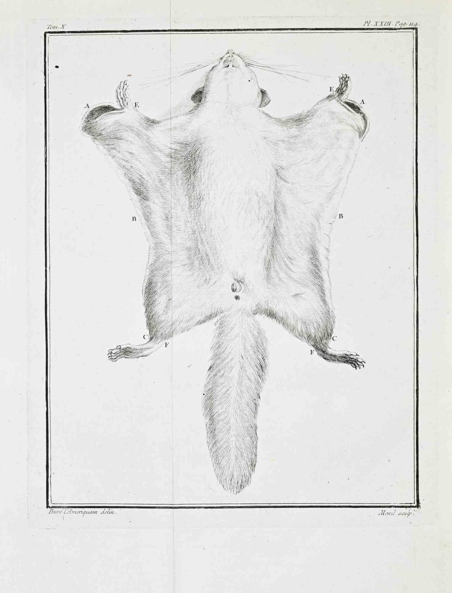 Tom. X, Pl. XXIII, p. 114. From Histoire Naturelle, générale et particulière. Paris, 1771.

Etching and engraving on laid paper. Sheet size: 24.5 × 19.5 cm.

A finely executed zoological plate depicting a flying squirrel shown in full ventral