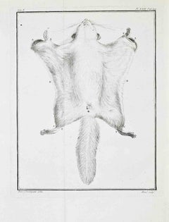 Flying Squirrel (Écureuil volant)–Ventral... - Etching by Jacques Menil - 1771