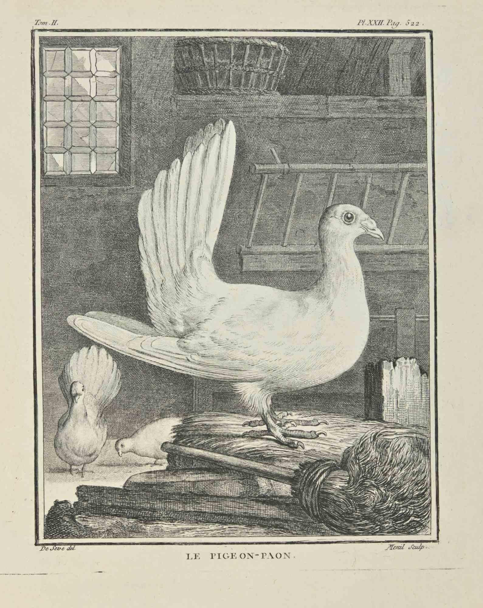 Le Pigeon- Paon est une eau-forte réalisée par Jacques Menil en 1771, signée dans la planche. 
L'oeuvre appartient à la suite "Histoire naturelle, générale et particulière avec la description du Cabinet du Roi". Paris : Imprimerie Royale,
