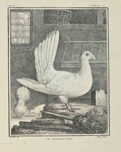 Le Pigeon- Paon - Etching by Jacques Menil - 1771