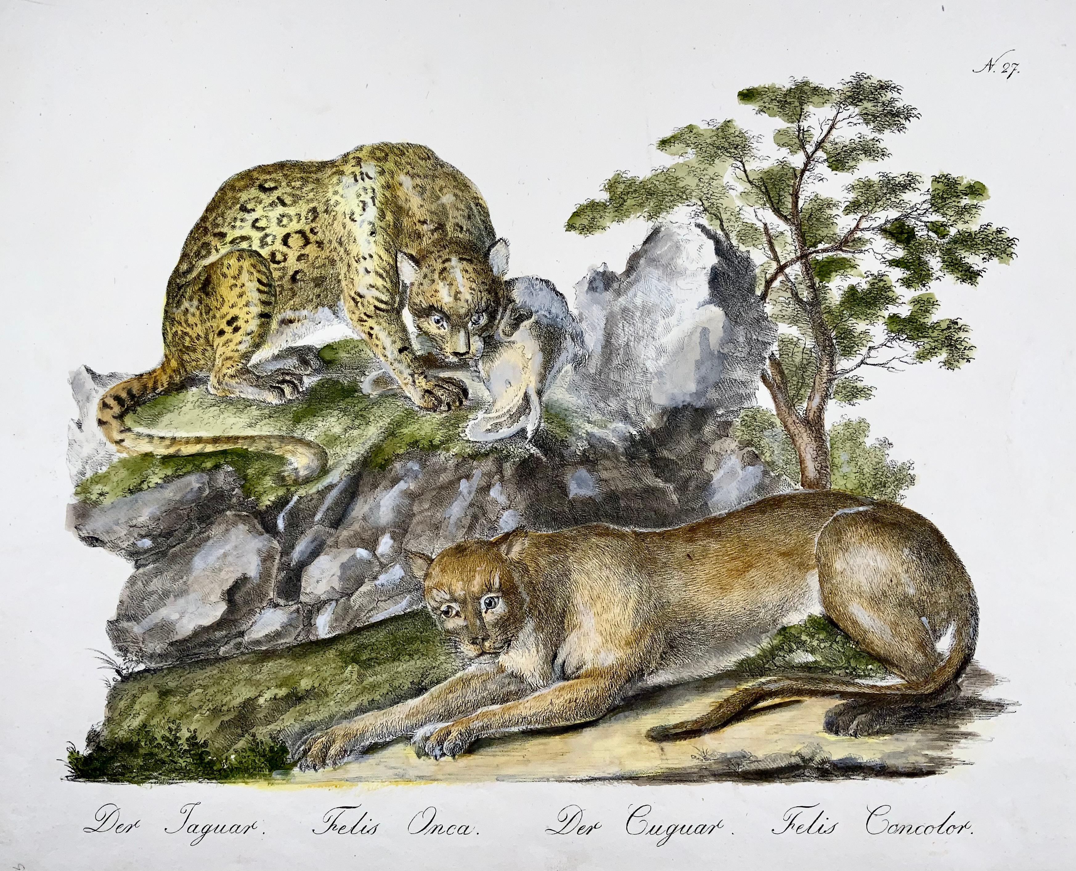 Landmark stone lithograph of large size and issued in the ‘Incunabula’ period of stone lithography prior to 1820. Print on fine Ziegler paper.

Extremely rare.

Hand colored stone lithograph by Carl Joseph Brodtmann from his extremely rare