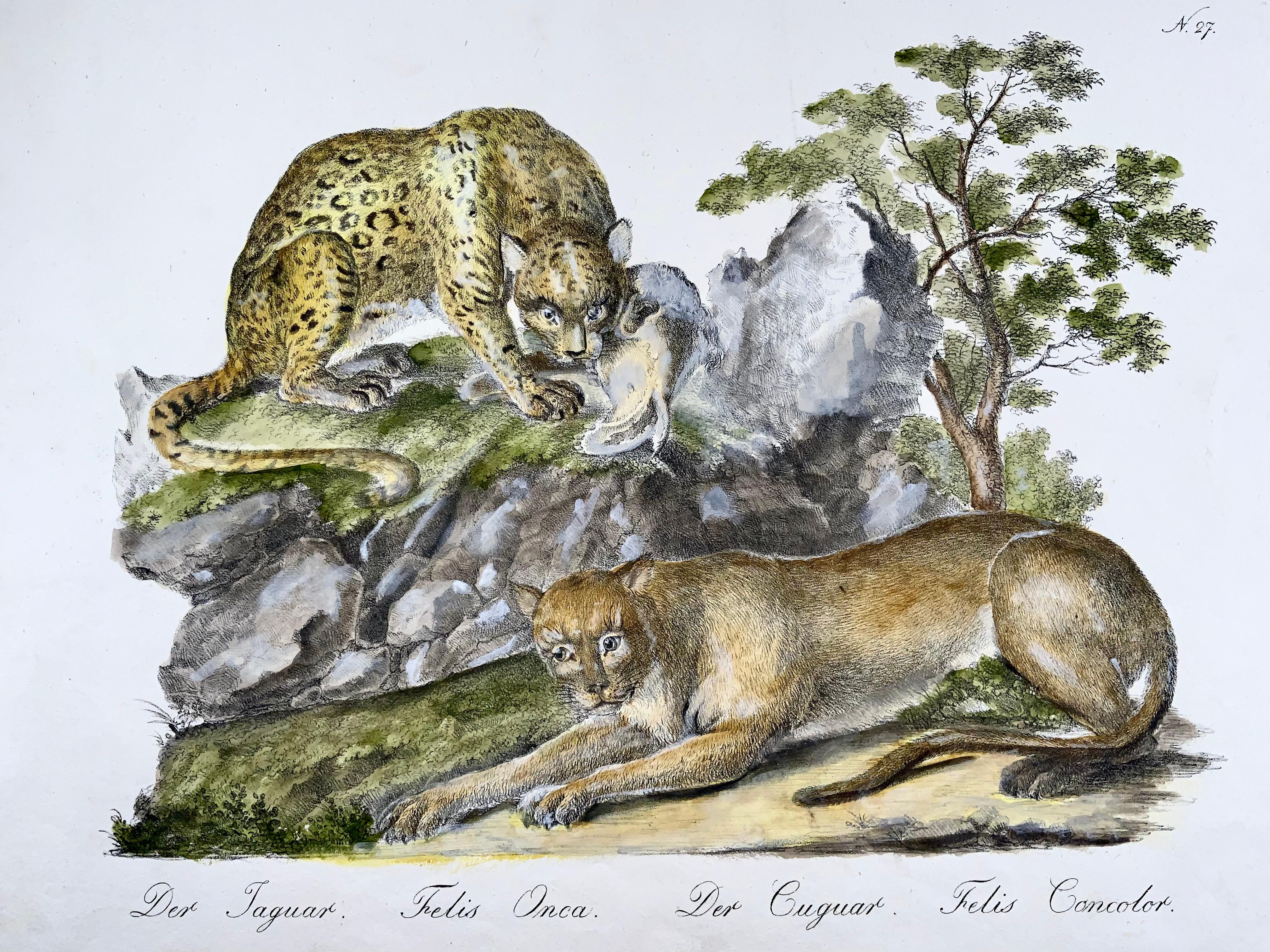 cougar vs jaguar size