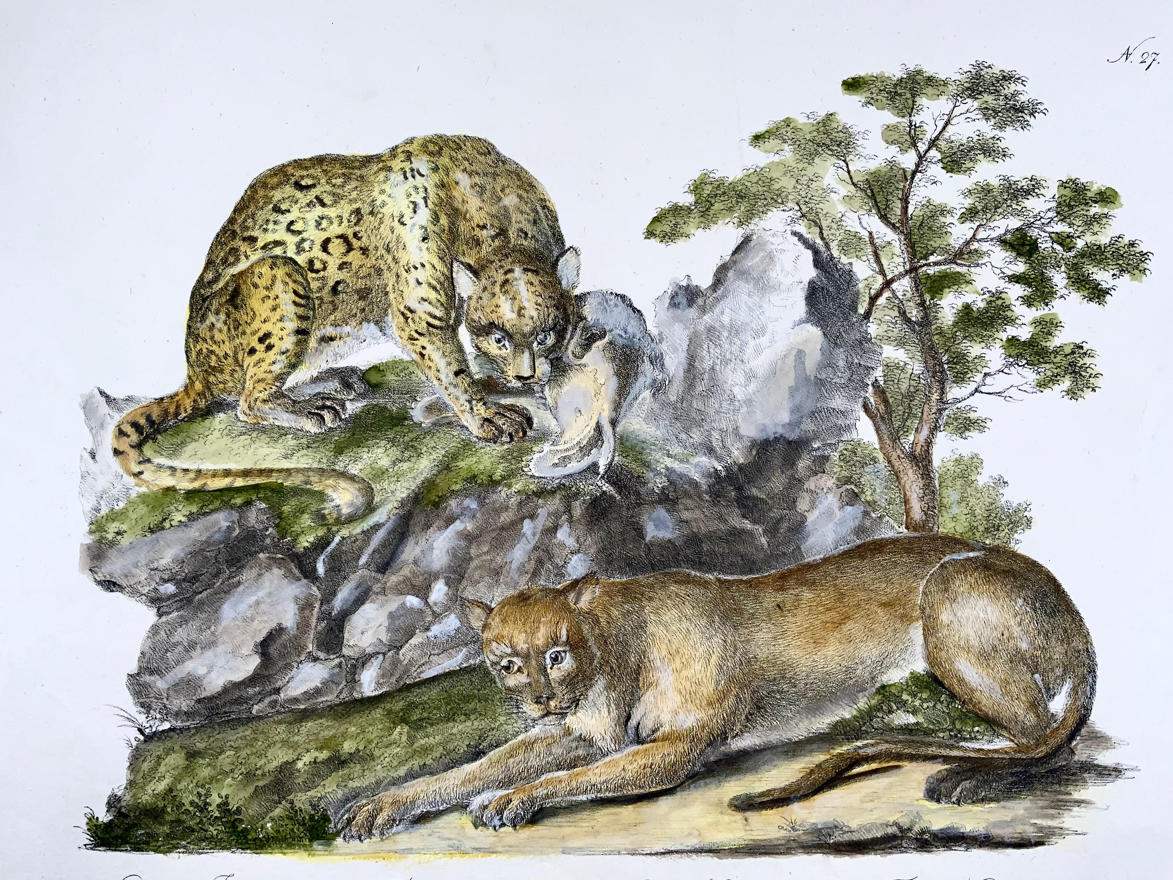 Swiss Jaguar, Cougar, Imperial Folio, Incunabula of Lithography, Scarce For Sale