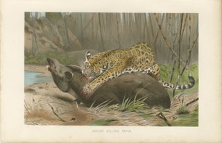 Jaguar Killing Tapir, Dramatic Antique Wildlife Print, Victorian Era, 1894, view 3