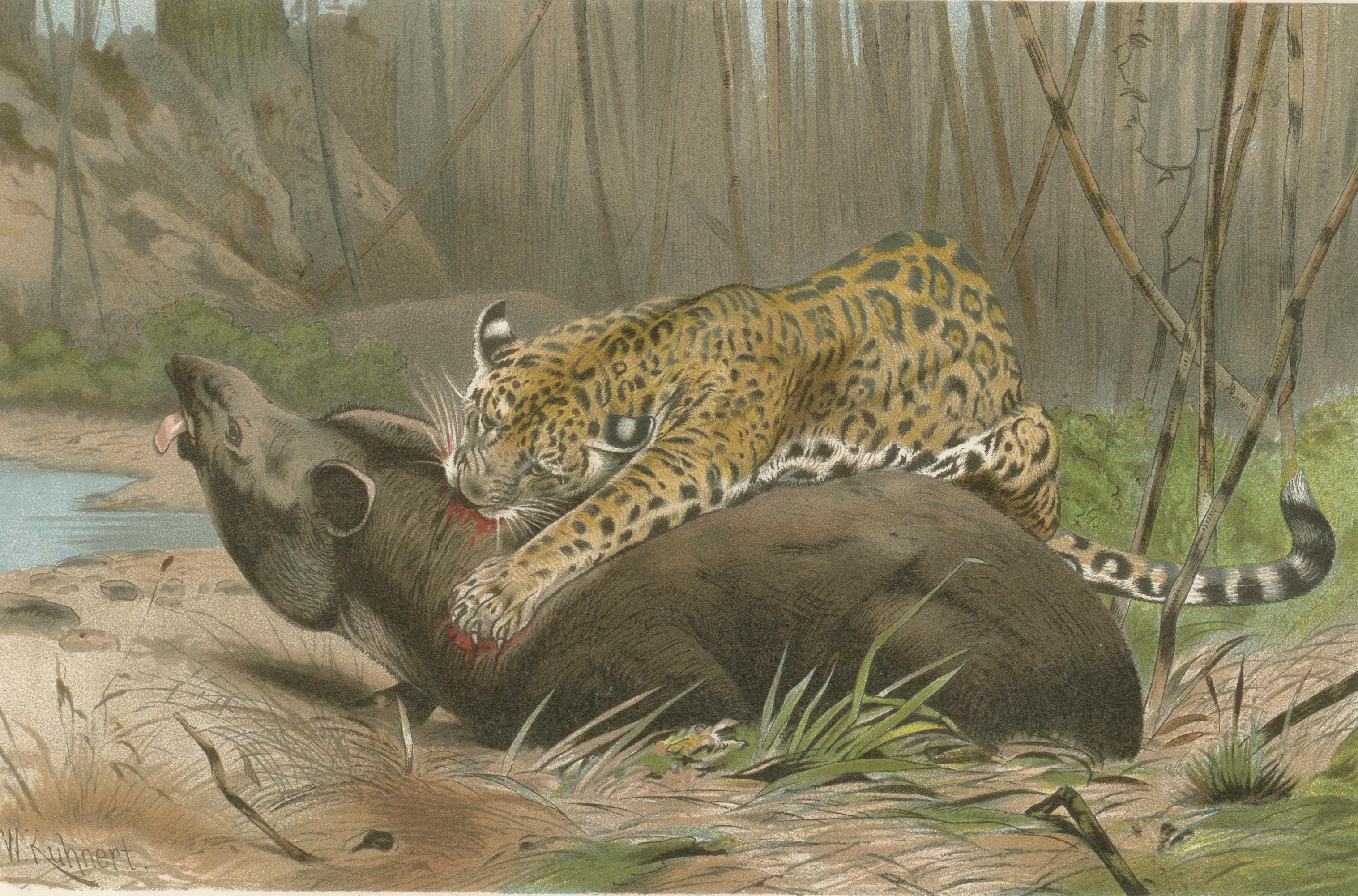 Jaguar Killing Tapir, Dramatic Antique Wildlife Print, Victorian Era, 1894