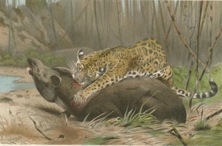 Jaguar Killing Tapir, Dramatic Antique Wildlife Print, Victorian Era, 1894, view 4